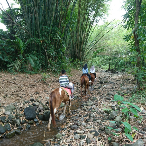 Berkuda di Jogja | Naik Kuda di Jogja | Wisata Berkuda di Jogja | Wisata Naik Kuda di Jogja