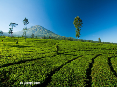 Paket Wisata Dieng dari Jogja | Wisata Dieng Jogja | Paket Wisata Jogja Dieng | Wisata Dieng dari Jogja